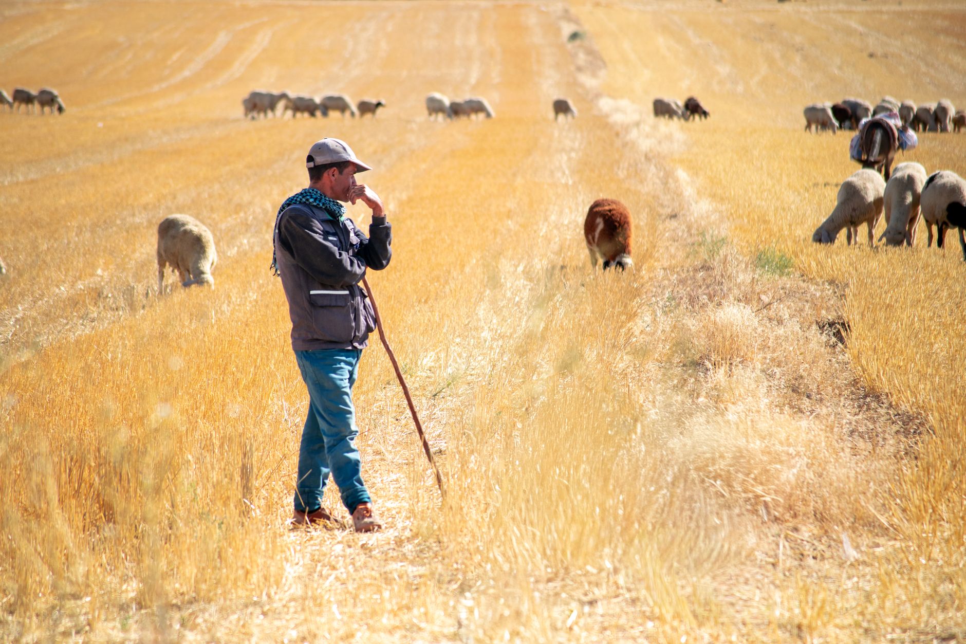 A shepherd standing in a sunny field watching over sheep