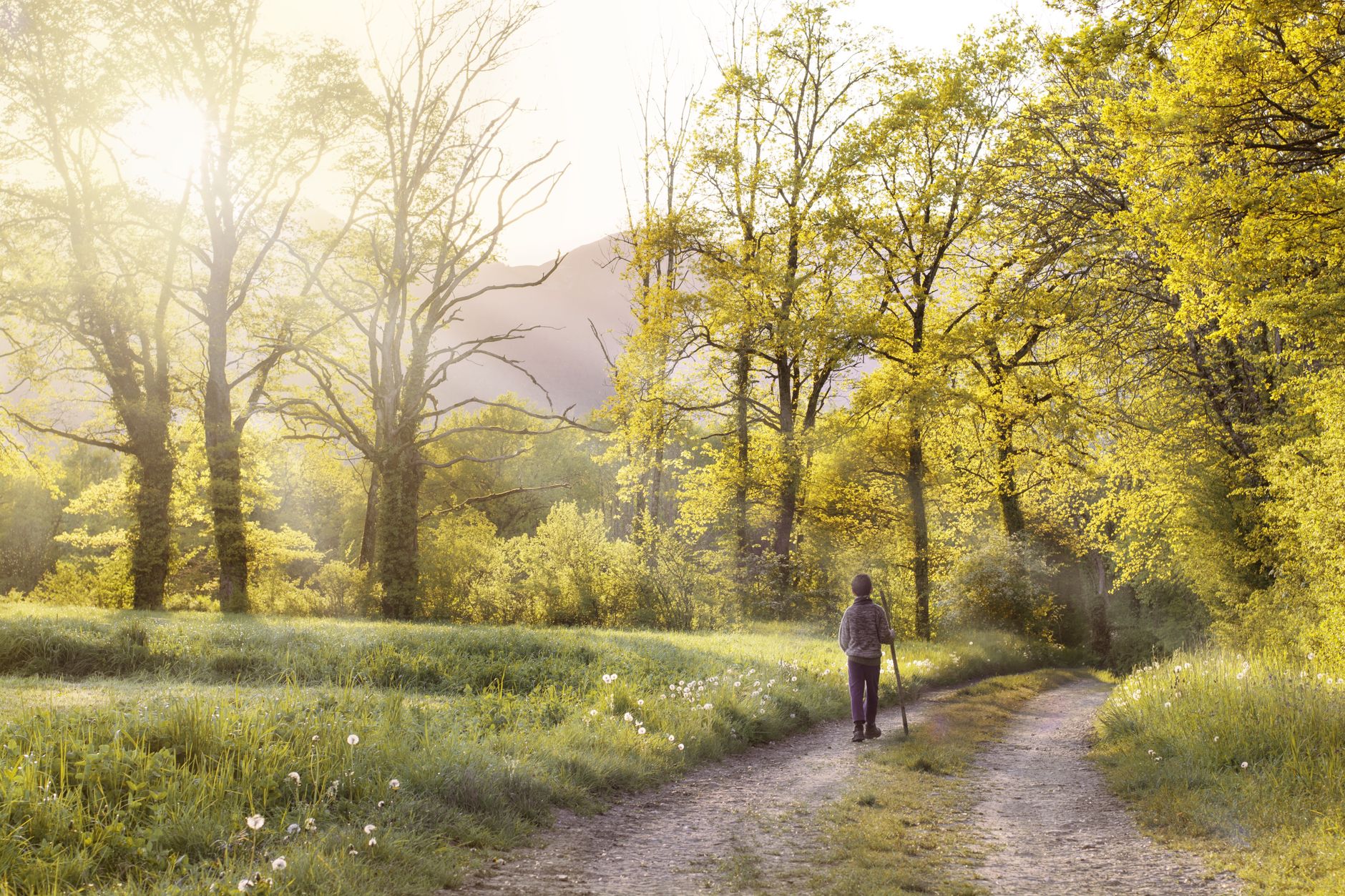 Path through a forest with light breaking through the trees, hope and healing