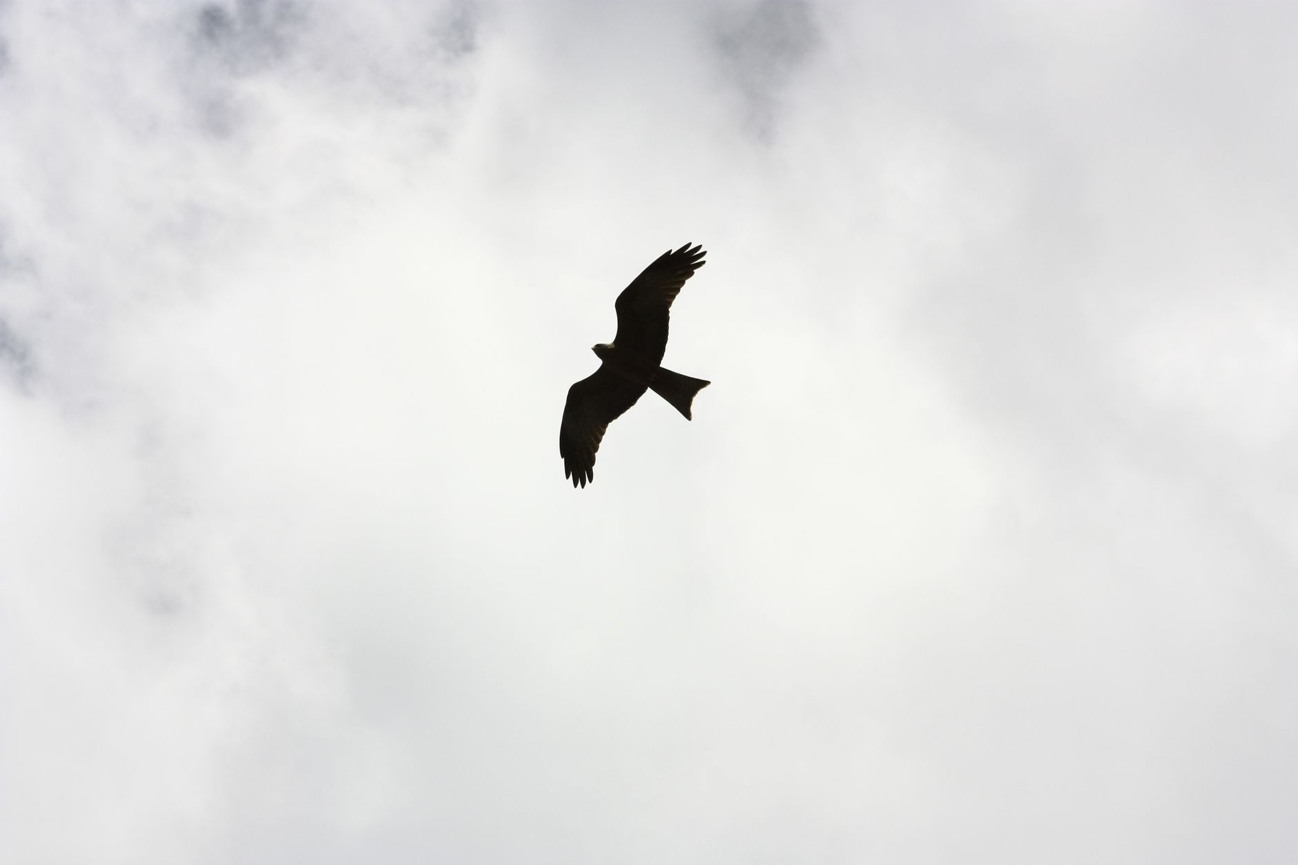 An eagle soaring on thermal currents — strength that comes from God, not human effort