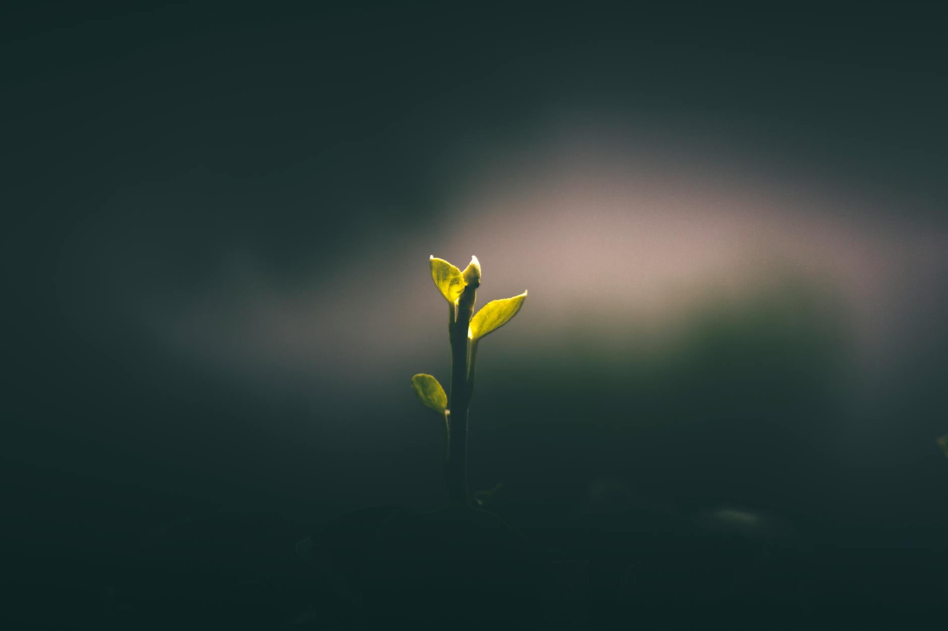 A lush garden growing — God's faithfulness even in seasons of waiting and exile