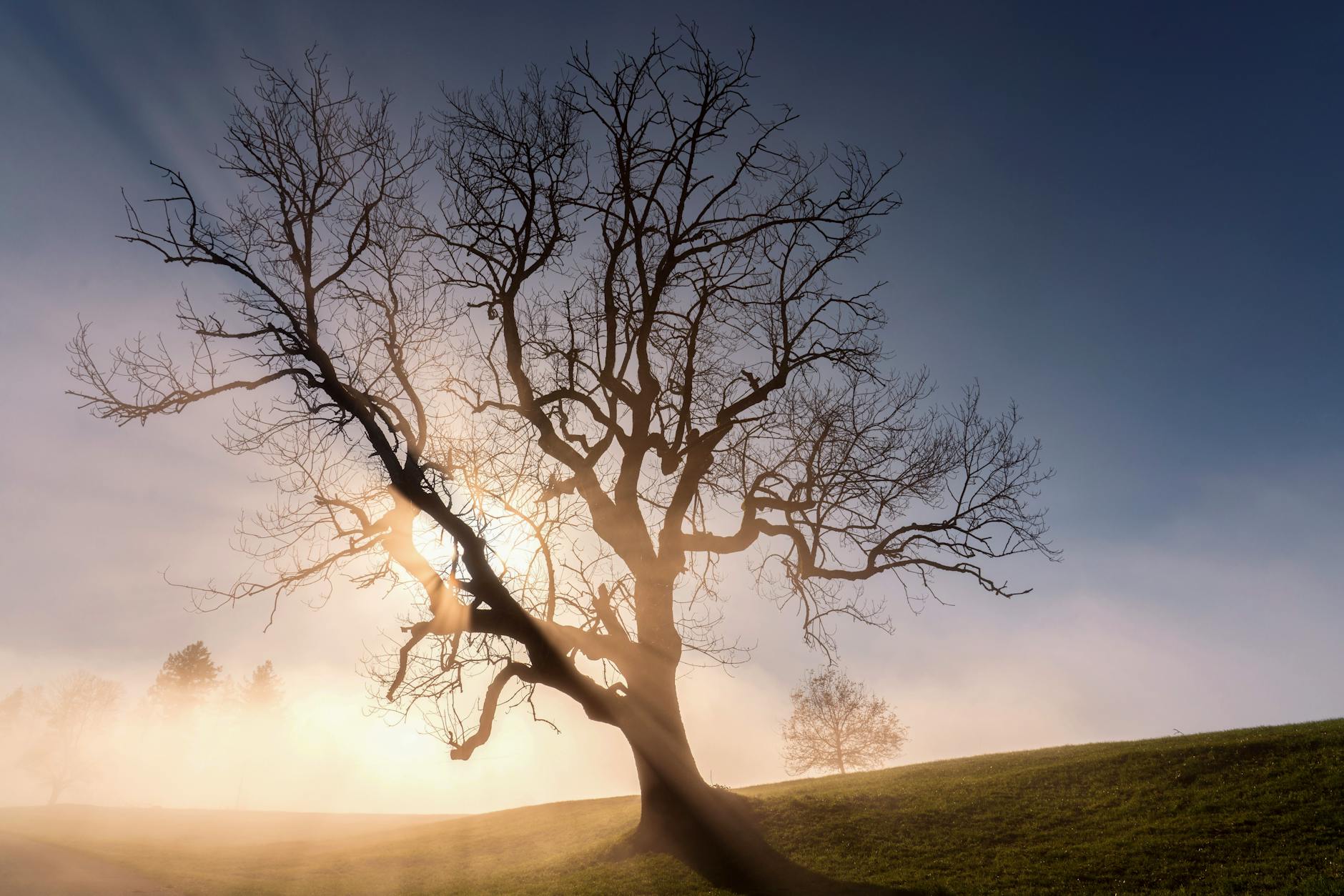A silhouette of a tree against a misty sunrise, take heart because the victory has already been won